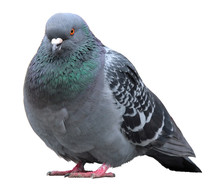 Dove. Grey Pigeon Shooting On Street.