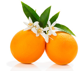 Wall Mural - Orange fruits with blossom