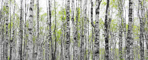 Naklejka na szafę Forest with trunks of birch trees