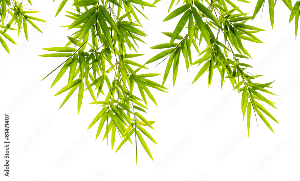 bamboo leaves isolated on white background - obrazy, fototapety, plakaty 