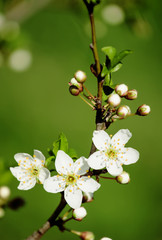 Plum flowers,Flowering plum,many beautiful white plum flowers bl