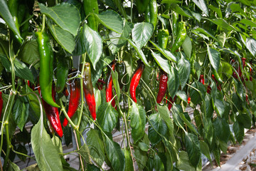 Wall Mural - Peppers in various stages of growth in a glasshouse