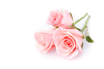 pink rose flower on white background