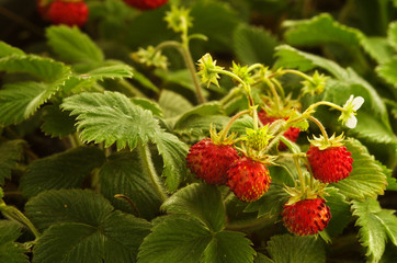 wild strawberry plant with red fruit - fragaria vesca