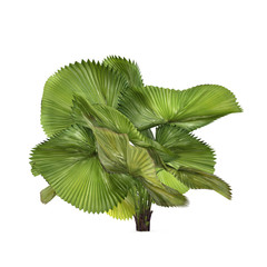 Wall Mural - Palm plant tree isolated. Licuala peltata