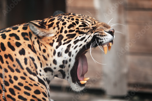 Roaring Jaguar. Portrait of wild animal Tableau sur Toile