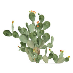 Wall Mural - Plant isolated. Opuntia ficus-indica