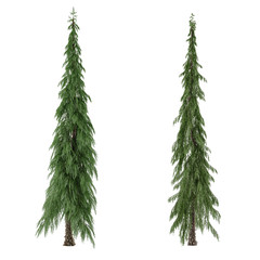Tree isolated. Pinus