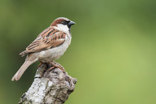 House Sparrow (Passer Domesticus) Perched On A Knot Of Wood