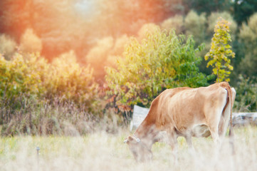 Cows graze on the green meadow