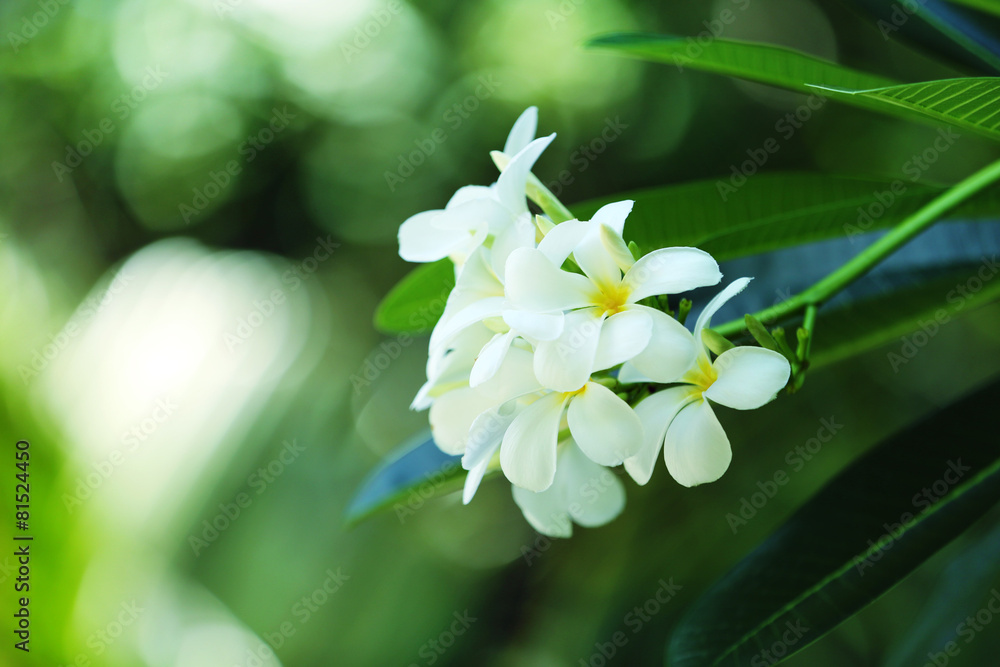 Fresh flowers over green leaves, closeup