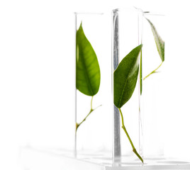 Green leaves in test tubes isolated on white