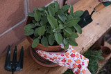 Herbs in pots