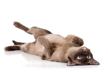 Funny Playful Cat Lying On His Back On A White Background