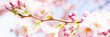 Leinwandbild Motiv panorama mit kirschbaumblüten