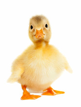 Duckling Animal Isolated