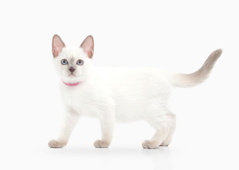 Wall Mural - Cat. Thai kitten on white background