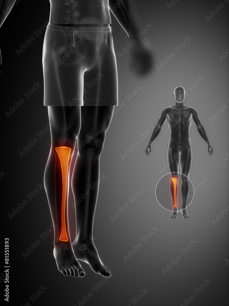Tibia anatomy medical scan Stock Illustration | Adobe Stock