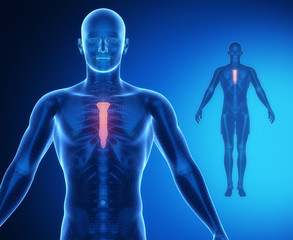 Poster - STERNUM bone anatomy x-ray scan