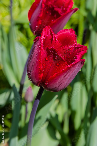 Naklejka nad blat kuchenny Tulip flower with water droplets