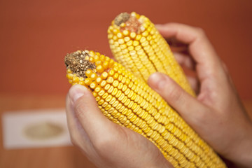 Sticker - Corn cobs