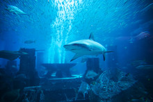 Aquatic Animals In Huge Aquarium, Shark In Foreground