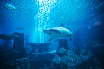 Aquatic animals in huge aquarium, shark in foreground