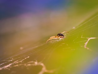 Wall Mural - Spider sitting on his web