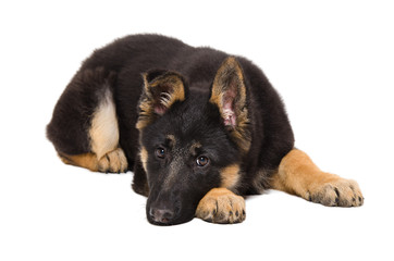 Wall Mural - Sad puppy German Shepherd