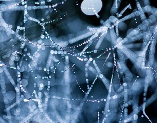 Wall Mural - Morning spider web