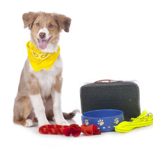 Australian Shepherd Puppy With Travel Kit