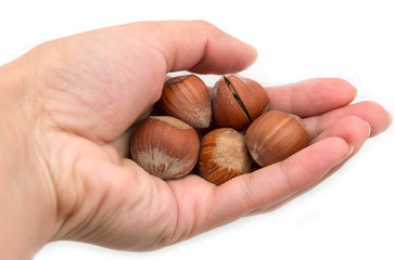 hazelnuts in hand