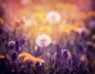 Dandelions on the meadow at sunset