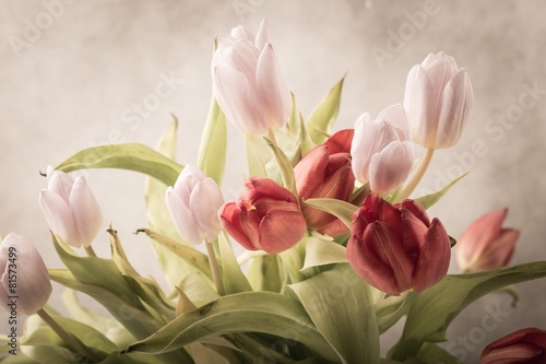 biale-i-czerwone-tulipany-na-jasnym-tle