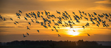 Flock Of Avocets In Flight