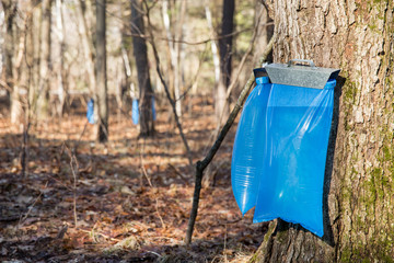 Wall Mural - Maple Syrup Tapping in the Spring