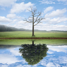 Reflection Of Old And New Tree.