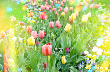 Poster - Colorful tulips on flowerbed. Yellow and red blossoms outdoors