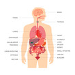 human body anatomy, vector medical organs system,