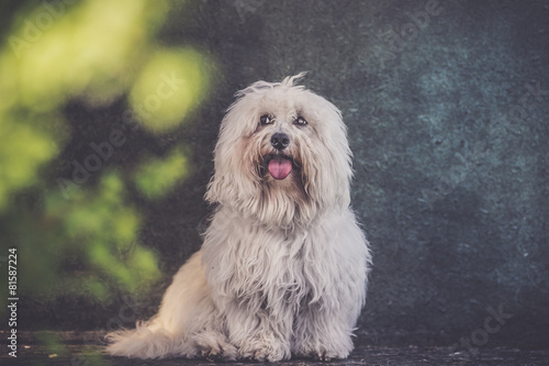 Small White Long Haired Dog Portrait Grunge Effect Buy This