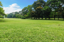 Landscape Lawn In The Park
