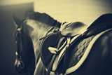 Fototapeta Konie - Saddle with stirrups on a back of a horse