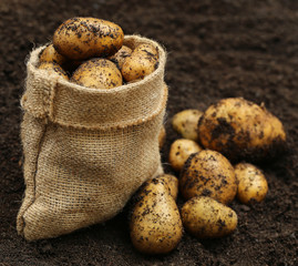 Wall Mural - Newly harvested potatoes