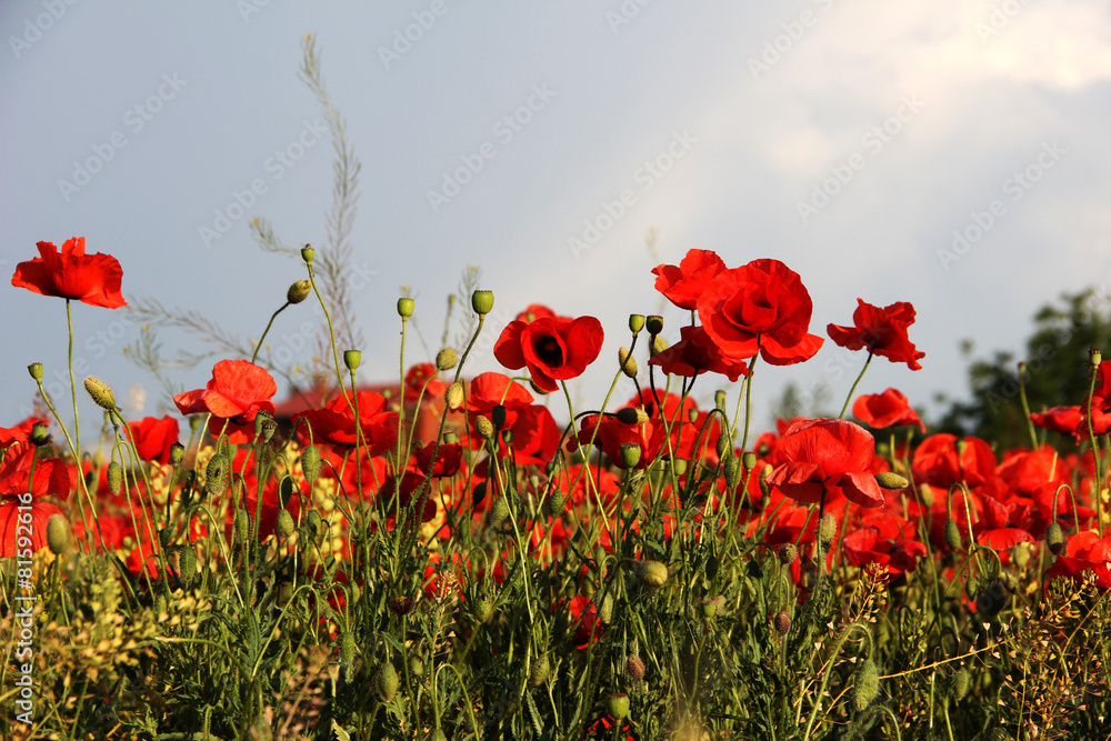 Red poppies against the blue sky - obrazy, fototapety, plakaty 