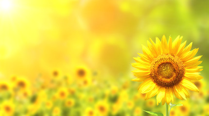 Fotomurales - Sunflowers