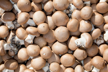 Background of Fresh mushroom in the market