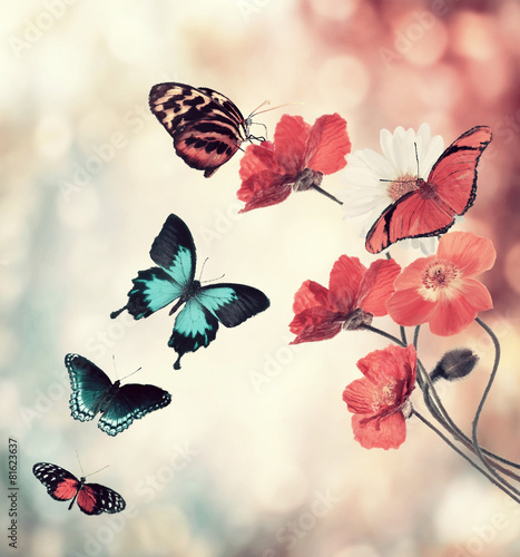 kwiaty-i-motyle