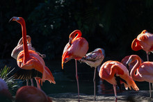 American Flamingo - Phoenicopterus Ruber