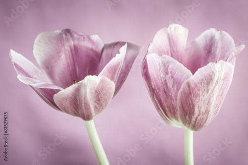 Naklejka na szafę Pink tulips