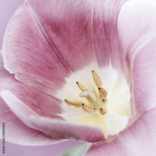 Naklejka nad blat kuchenny Pink tulip macro